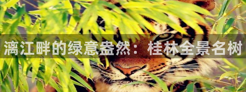 天顺娱乐展谢钥觅:漓江畔的绿意盎然:桂林全景名树